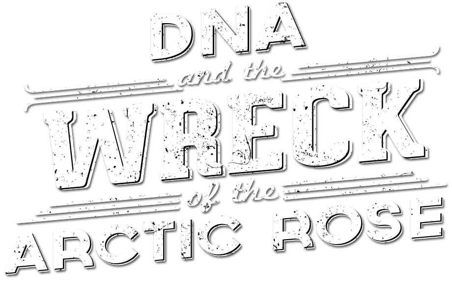 arctic rose headline