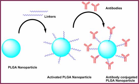 vishwanatha lab anidita research