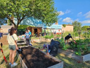 Photo of the UNT Health Community Garden. Shows people working in the plots. The toolshed and mural are in the background.